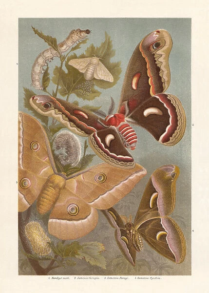 Silkmoth, chromolithograph, published in 1897