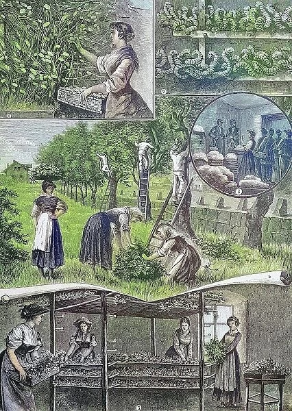 Silkworm breeding in Friuli, Italy, collecting the cocoons, mulberry leaves as fodder, delivery of the cocoons, Historical, digitally restored reproduction from a 19th century original