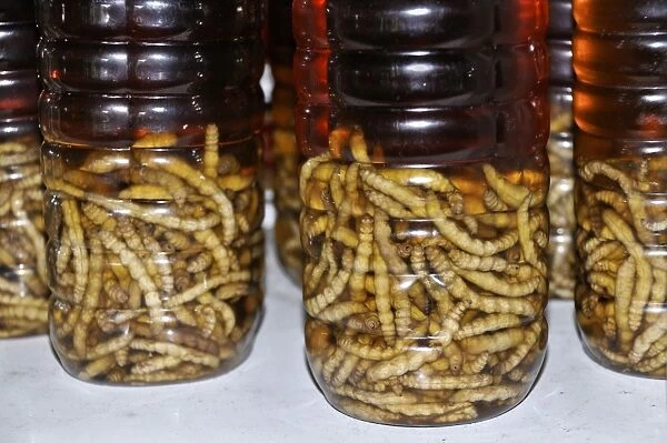 Silkworms in alcohol, energy drink, health drink, Vietnam, Asia