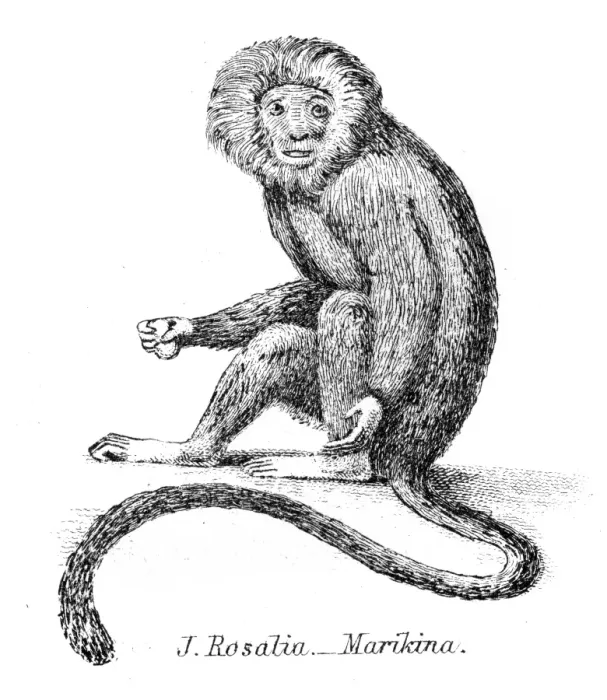 Framed Print : Silky monkey illustration 1803 Framed Print : Silky monkey illustration 1803