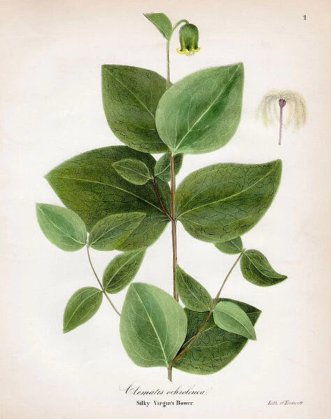 Silky virgin bower botanical engraving 1843