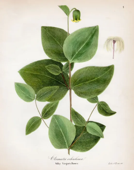 Framed Print : Silky virgin bower botanical engraving 1843 Framed Print : Silky virgin bower botanical engraving 1843