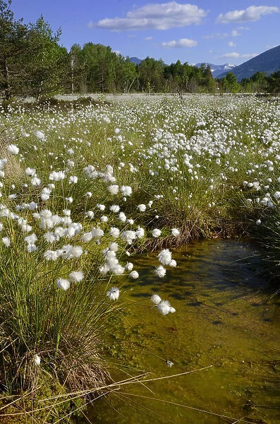 Silted bog pond with flowering Hare s-tail Cottongrass, Tussock Cottongrass or Sheathed Cottonsedge -Eriophorum vaginatum-, Grundbeckenmoor near Rosenheim, alpine upland, Bavaria, Germany, EUrope
