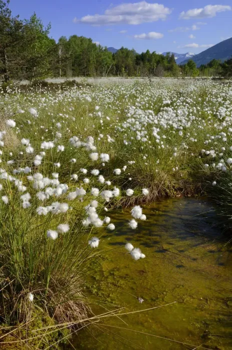 Framed Print : Silted bog pond with flowering Hare s-tail Cottongrass, Tussock Cottongrass or Sheathed Cottonsedge -Eriophorum vaginatum-, Grundbeckenmoor near Rosenheim, alpine upland, Bavaria, Germany, EUrope Framed Print : Silted bog pond with flowering Hare s-tail Cottongrass, Tussock Cottongrass or Sheathed Cottonsedge -Eriophorum vaginatum-, Grundbeckenmoor near Rosenheim, alpine upland, Bavaria, Germany, EUrope