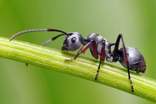 Silver ant on stem