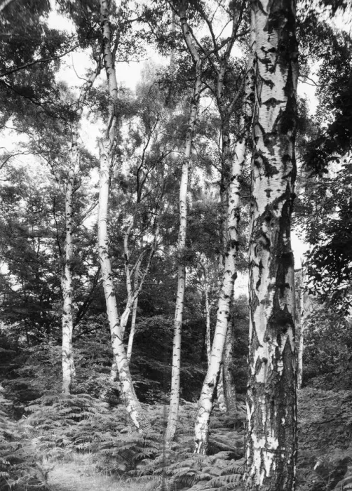 Framed Print : Silver Birches Framed Print : Silver Birches