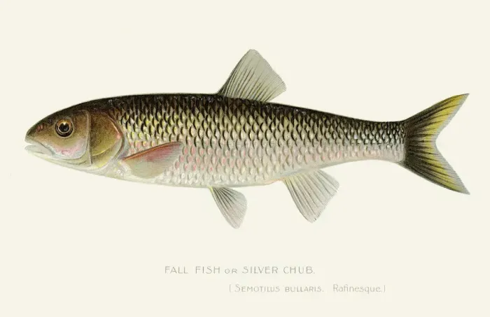 Framed Print : Silver chub illustration 1897 Framed Print : Silver chub illustration 1897