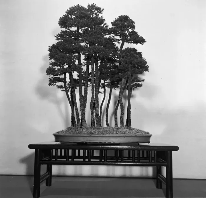 Framed Print : Silver Fir Bonsai Framed Print : Silver Fir Bonsai