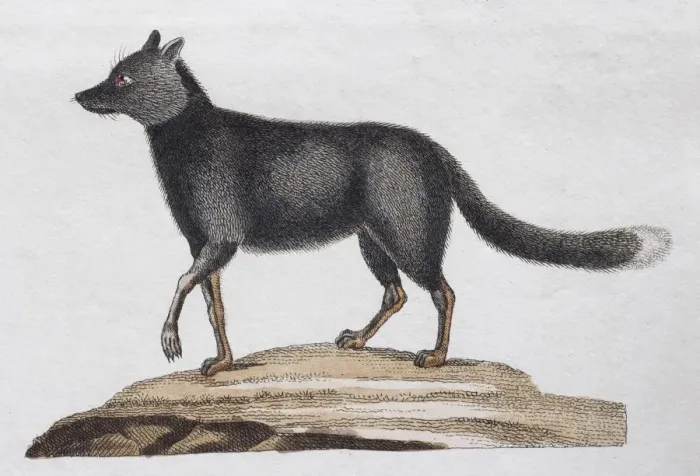 Framed Print : Silver fox, (Canis argentatus), hand-coloured copperplate engraving by Friedrich Justin Framed Print : Silver fox, (Canis argentatus), hand-coloured copperplate engraving by Friedrich Justin