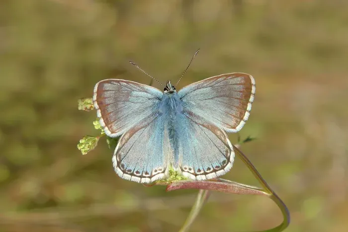 Framed Print : Silver-green blue (Lysandra coridon) Other animals, Insects, Butterflies, Animals, Bad Neustadt an der Saale, Bavarian Rhoen nature park Park, Bavaria, Germany Framed Print : Silver-green blue (Lysandra coridon) Other animals, Insects, Butterflies, Animals, Bad Neustadt an der Saale, Bavarian Rhoen nature park Park, Bavaria, Germany