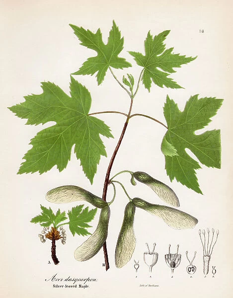 Silver leaved maple botanical engraving 1843