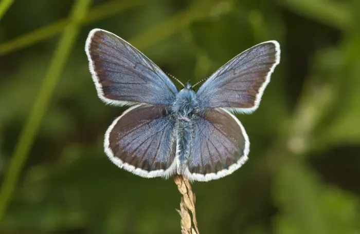 Framed Print : Silver-studded Blue -Plebejus argus-, Neresheim, Baden-Wurttemberg, Germany Framed Print : Silver-studded Blue -Plebejus argus-, Neresheim, Baden-Wurttemberg, Germany