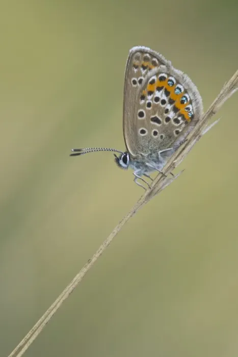 Framed Print : Silver-studded Blue (Plebejus argus) Framed Print : Silver-studded Blue (Plebejus argus)