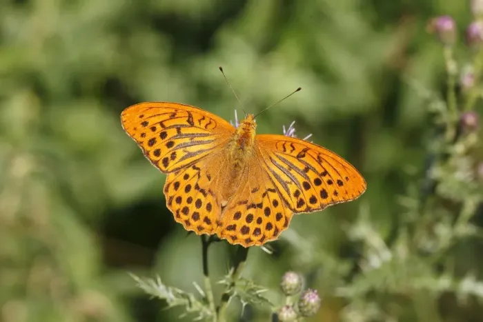 Framed Print : Silver-washed Fritillary -Argynnis paphia-, Altenseelbach, Neunkirchen, North Rhine-Westphalia, Germany Framed Print : Silver-washed Fritillary -Argynnis paphia-, Altenseelbach, Neunkirchen, North Rhine-Westphalia, Germany