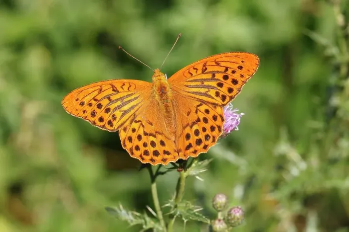 Framed Print : Silver-washed Fritillary (Argynnis paphia), Altenseelbach, Neunkirchen, North Rhine-Westphalia, Germany Framed Print : Silver-washed Fritillary (Argynnis paphia), Altenseelbach, Neunkirchen, North Rhine-Westphalia, Germany