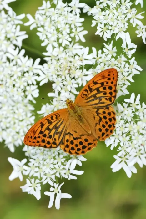 Framed Print : Silver-washed Fritillary -Argynnis paphia- perched on a Chervil plant -Anthriscus-, Kanton Zug, Switzerland Framed Print : Silver-washed Fritillary -Argynnis paphia- perched on a Chervil plant -Anthriscus-, Kanton Zug, Switzerland