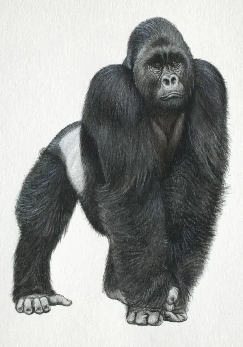 Framed Print : Silverback Mountain Gorilla, front view Framed Print : Silverback Mountain Gorilla, front view
