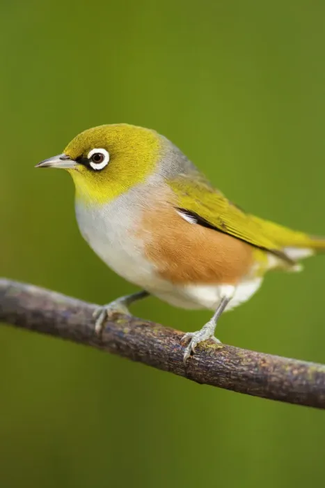 Framed Print : Silvereye on branch Framed Print : Silvereye on branch