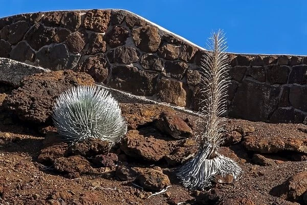 Silversword -Argyroxiphium sandwicense- plants growing in the Haleakala crater, Maui, Hawaii, United States