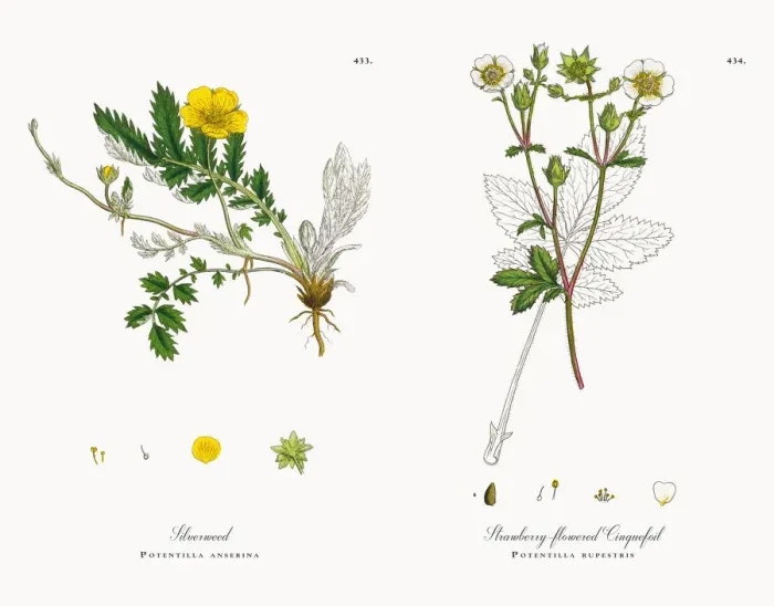 Framed Print : Silverweed, Potentilla anserina, Victorian Botanical Illustration, 1863 Framed Print : Silverweed, Potentilla anserina, Victorian Botanical Illustration, 1863