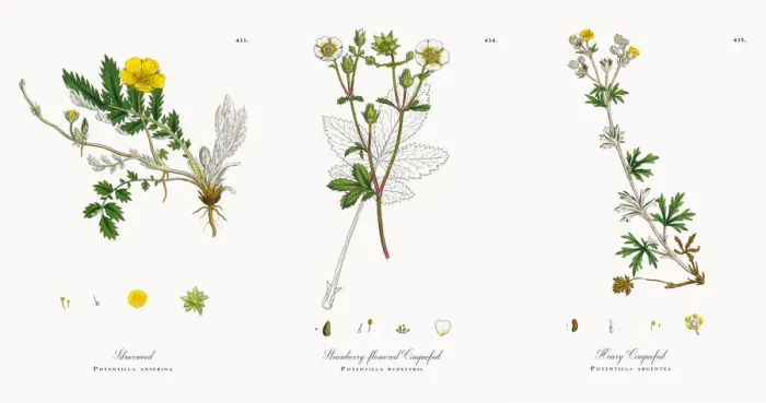 Framed Print : Silverweed, Potentilla anserina, Victorian Botanical Illustration, 1863 Framed Print : Silverweed, Potentilla anserina, Victorian Botanical Illustration, 1863