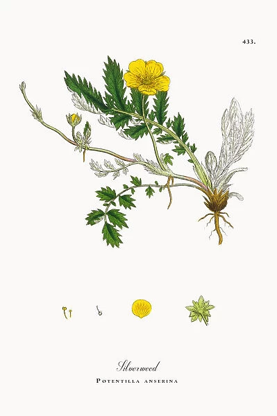 Silverweed, Potentilla anserina, Victorian Botanical Illustration, 1863