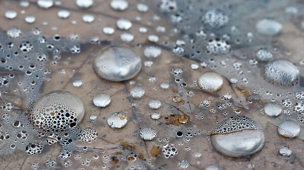 silvery droplets. Close of silver water droplets on leave under layer of plastic