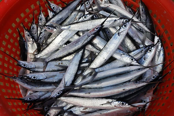 Silvery fish, Garfish -Belone belone-, in a plastic basket, Bloody Bay, Trinidad and Tobago