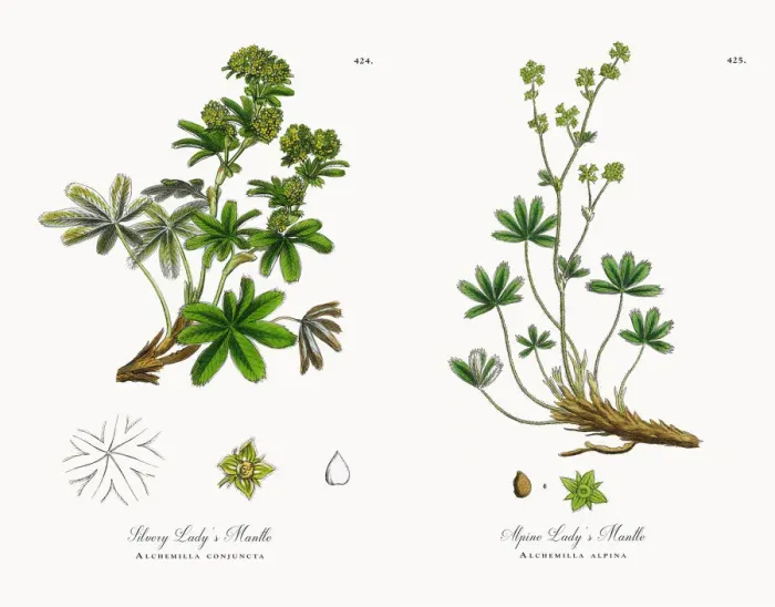 Framed Print : Silvery Ladyas Mantle, Alchemilla conjuncta, Victorian Botanical Illustration, 1863 Framed Print : Silvery Ladyas Mantle, Alchemilla conjuncta, Victorian Botanical Illustration, 1863