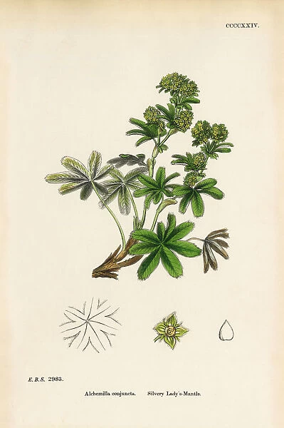 Silvery Ladyas Mantle, Alchemilla conjuncta, Victorian Botanical Illustration, 1863