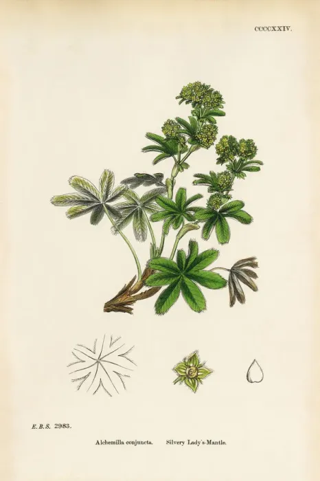 Framed Print : Silvery Ladyas Mantle, Alchemilla conjuncta, Victorian Botanical Illustration, 1863 Framed Print : Silvery Ladyas Mantle, Alchemilla conjuncta, Victorian Botanical Illustration, 1863