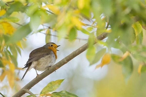 Singing European robin (Erithacus rubecula) on branch, autumn leaves, Hesse, Germany