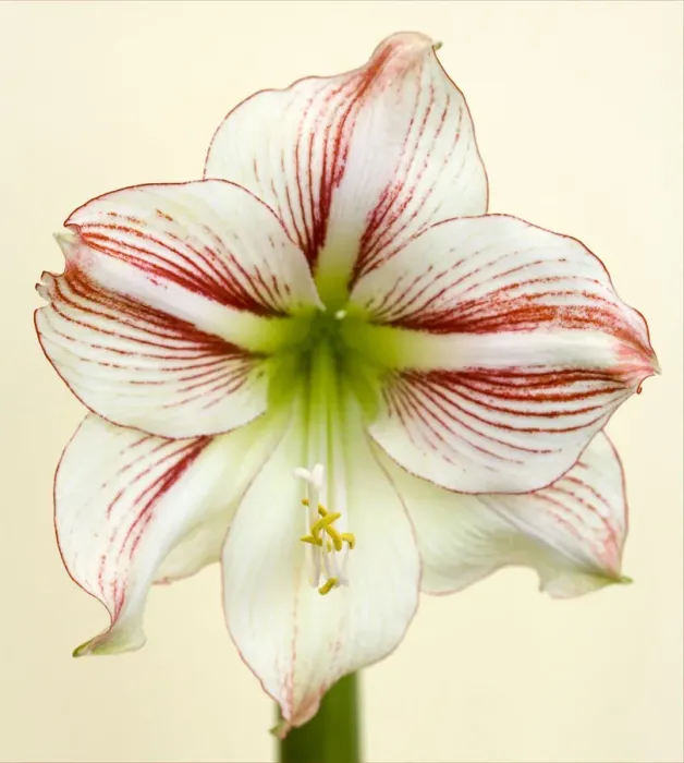 Framed Print : Single. Amaryllis Picotee Framed Print : Single. Amaryllis Picotee