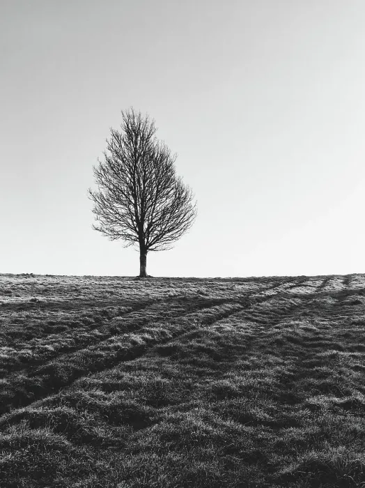 Framed Print : Single bare tree in winter
