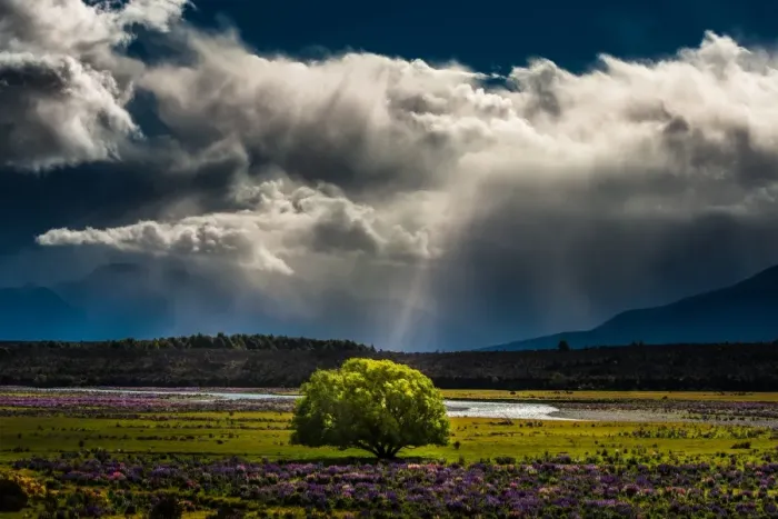 Framed Print : a single big tree in middle of Lupines field Framed Print : a single big tree in middle of Lupines field