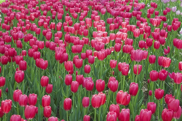 Single cup-shaped deep pink Tulips -Tulipa-, Ottawa Tulip Festival, Ottawa, Ontario, Canada