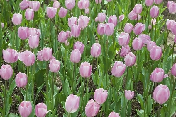 Single cup-shaped pink and white Tulips -Tulipa-, Ottawa Tulip Festival, Ottawa, Ontario, Canada