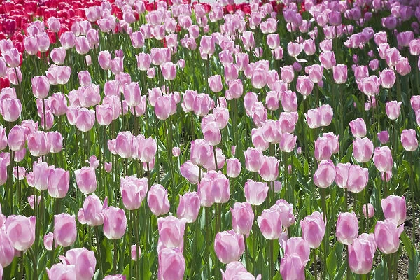 Single cup-shaped pink and white Tulips -Tulipa-, Ottawa Tulip Festival, Ottawa, Ontario, Canada