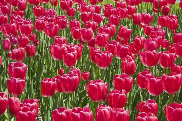 Single cup-shaped red Tulips -Tulipa-, Ottawa Tulip Festival, Ottawa, Ontario, Canada