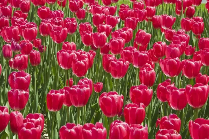 Framed Print : Single cup-shaped red Tulips -Tulipa-, Ottawa Tulip Festival, Ottawa, Ontario, Canada