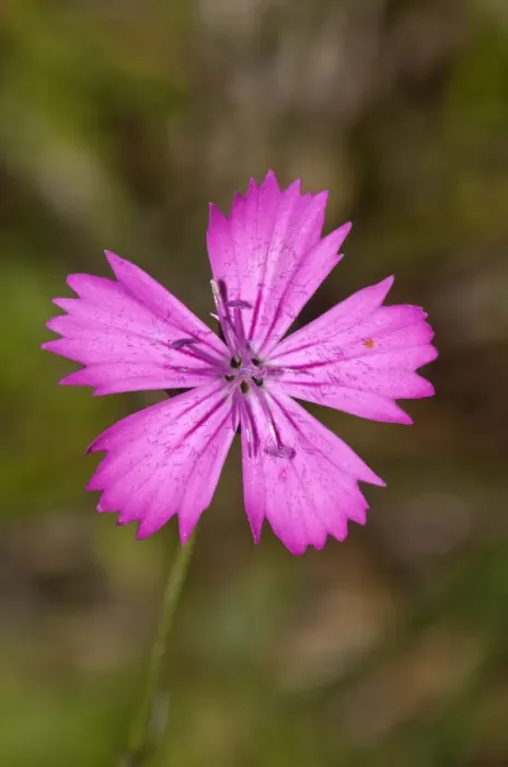 Framed Print : Single flower of Carthusian Pink -Dianthus carthusianorum-, Neresheim, Hardtsfeld, Baden-Wurttemberg, Germany Framed Print : Single flower of Carthusian Pink -Dianthus carthusianorum-, Neresheim, Hardtsfeld, Baden-Wurttemberg, Germany