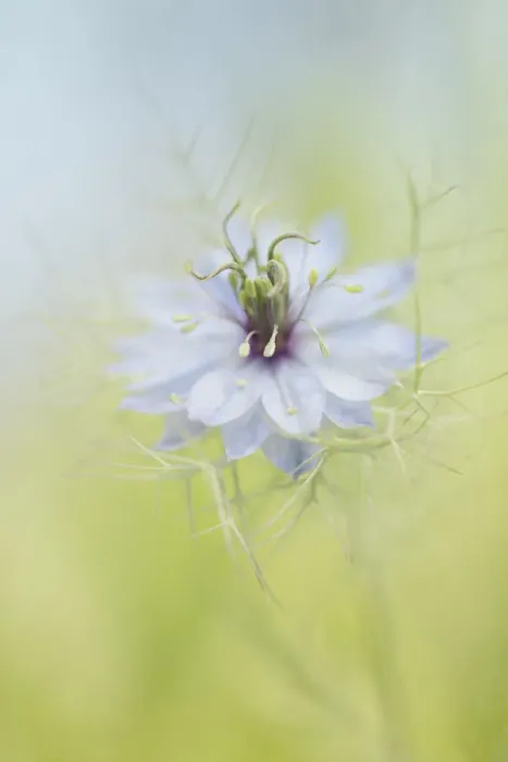 Framed Print : Single Nigella Flower Blossom Framed Print : Single Nigella Flower Blossom