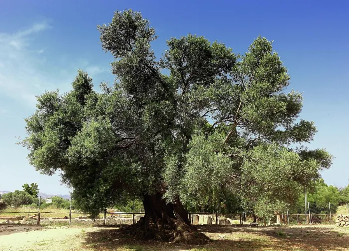 Framed Print : Single olive tree, Crete, Greece Framed Print : Single olive tree, Crete, Greece
