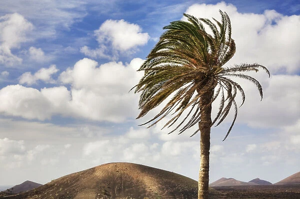 Single palm tree in front of the Fire Mountains, Lanzarote, Canary Islands, Spain, Europe