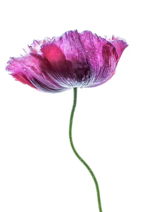 Framed Print : A single Poppy Framed Print : A single Poppy