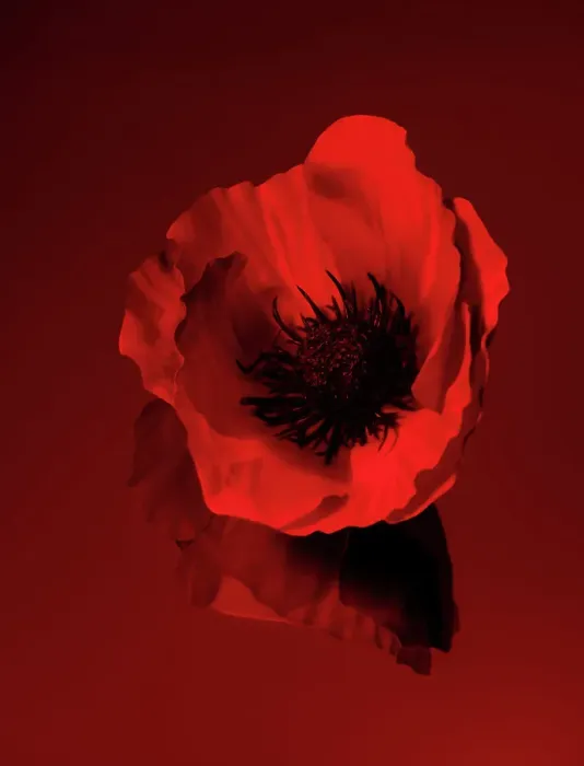 Framed Print : Single Red Poppy Framed Print : Single Red Poppy