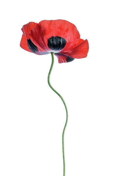 Poppy. A single stem of a Poppy flower