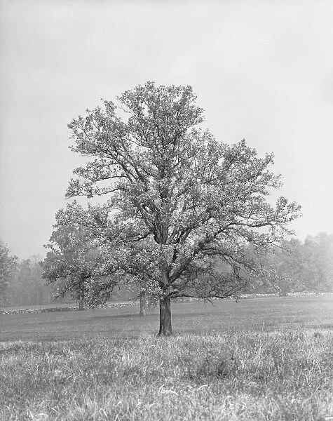 Single tree in field, (B&W)