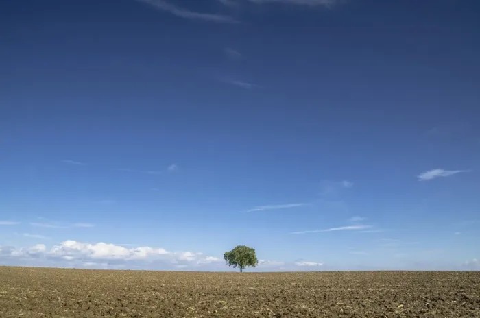 Framed Print : Single tree on a field, Mainz Bingen district, Rhineland-Palatinate, Germany, Europe Framed Print : Single tree on a field, Mainz Bingen district, Rhineland-Palatinate, Germany, Europe