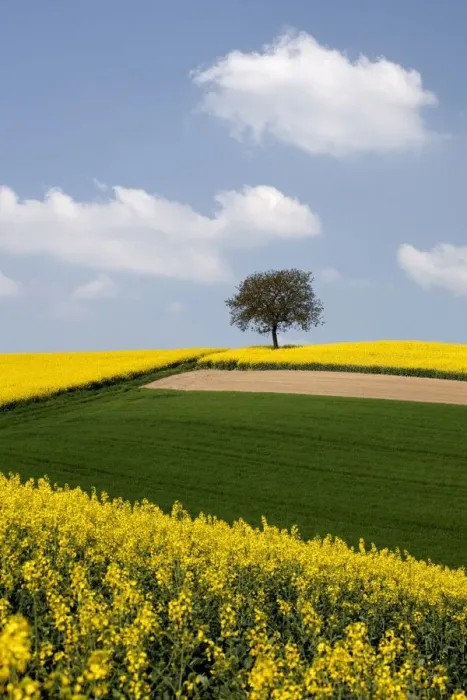 Framed Print : Single tree and a field of Rape or Canola -Brassica napus- Framed Print : Single tree and a field of Rape or Canola -Brassica napus-
